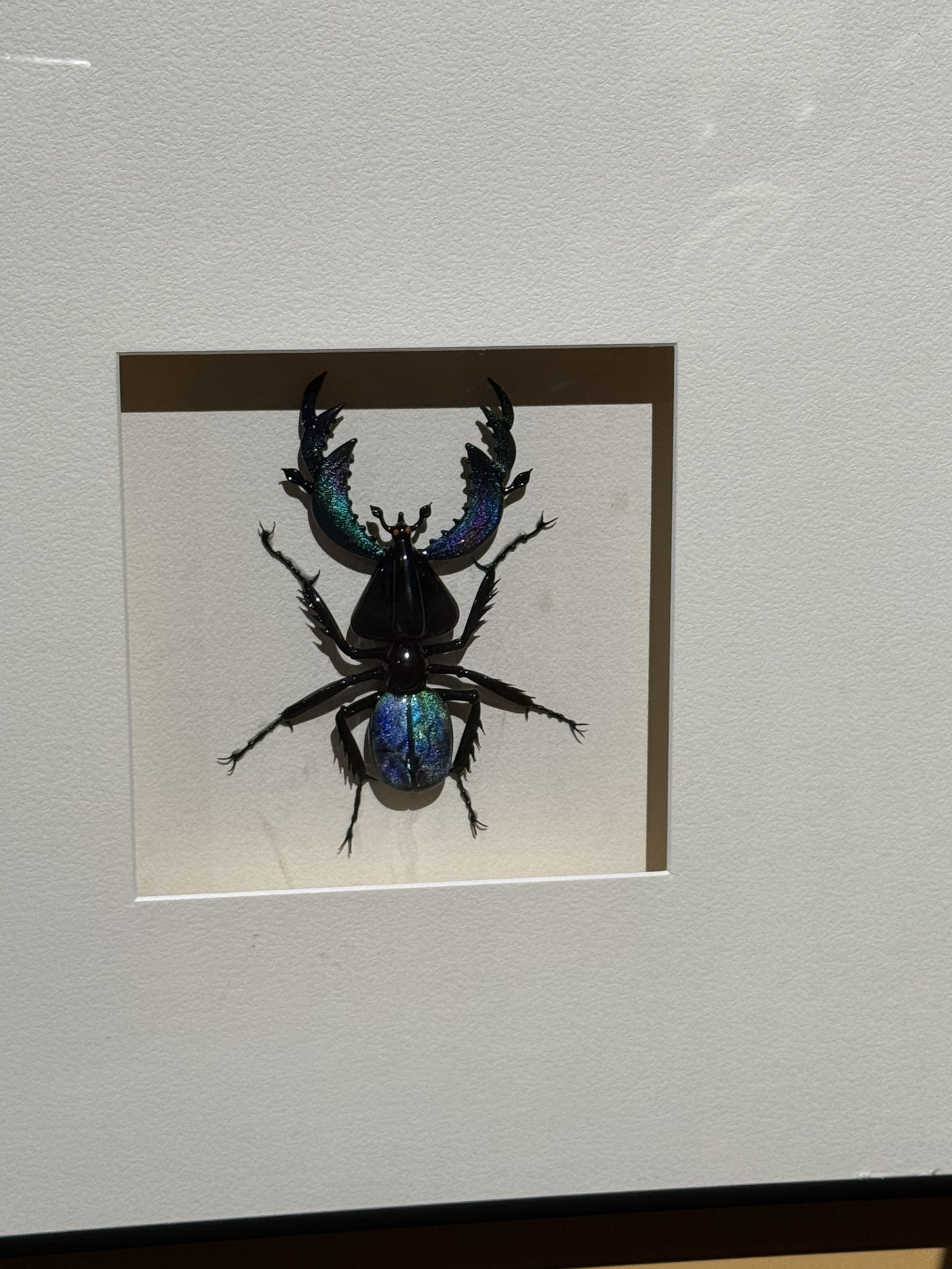 自然标本图片